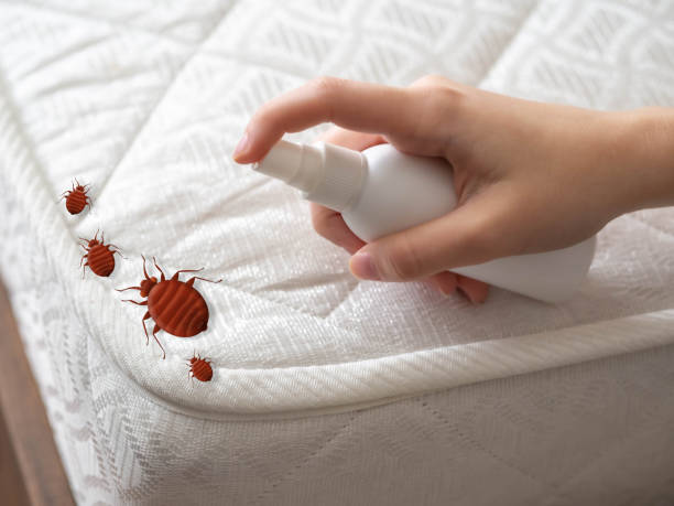 Reliable Peridot, AZ Pest Control Solutions