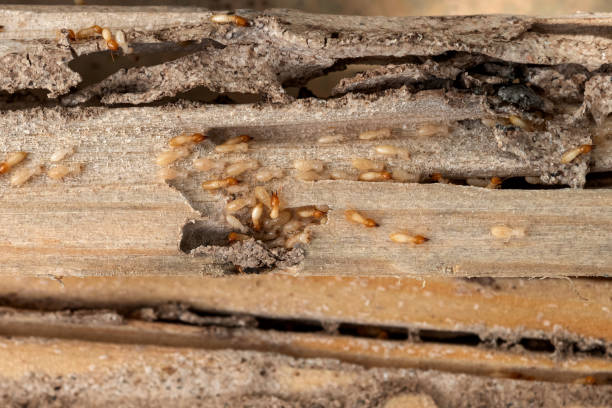 Best Rodent Control Near Me  in Peridot, AZ