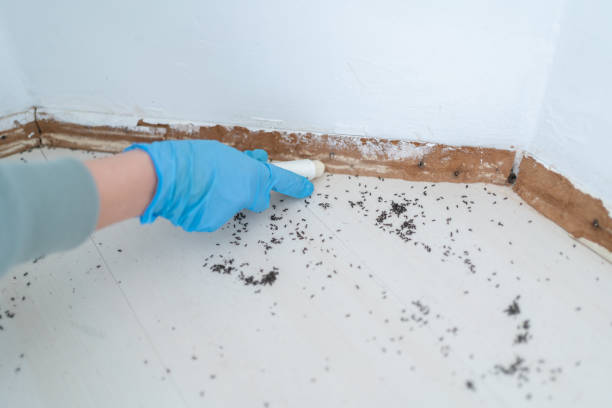 Best Pest Control for Homes  in Peridot, AZ