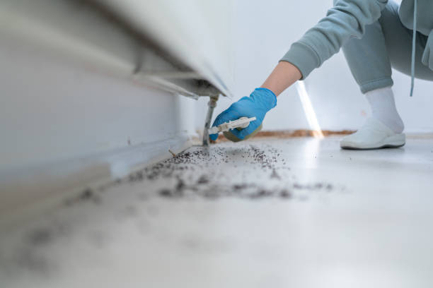 Best Flea Control Services  in Peridot, AZ
